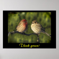 Lovebirds Denke ökologisch