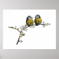 Lovebirds sitzen auf einem Kirschblütenzweig weiß