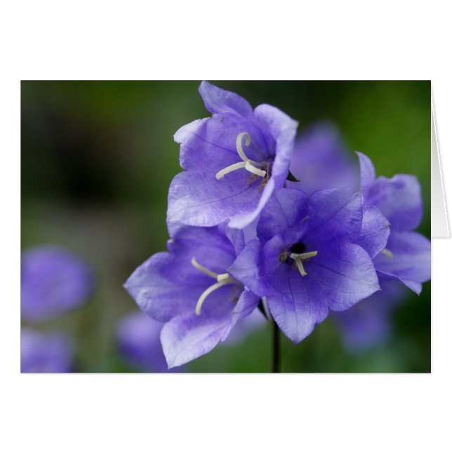 Lovely Bellflower Campanula (Vorderseite (Horizontal))