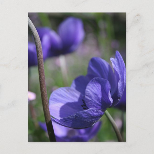 Lovely Blue Anemones Postkarte (Vorderseite)