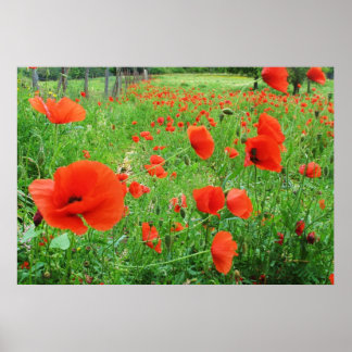LOVELY BLUME POSTER RED POPPIES