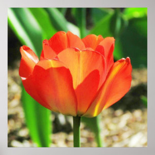 Lovely Coral Tulip Poster
