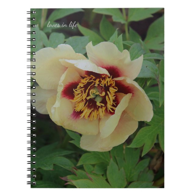 Lovely Cream Yellow Peony Notizblock (Vorderseite)
