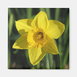 Lovely Daffodil Magnet