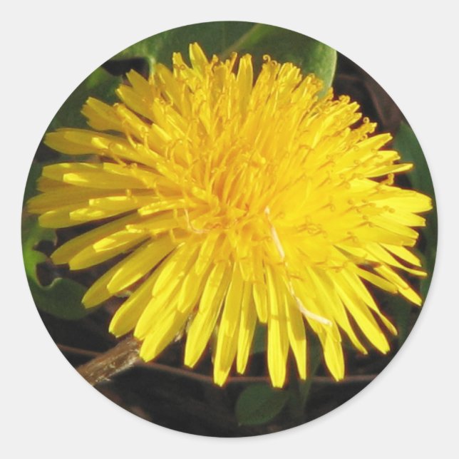 Lovely Dandelion Runder Aufkleber (Vorderseite)