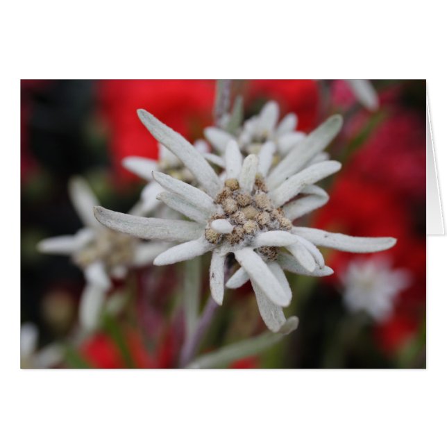 Lovely Edelweiss Leontopodium nivale (Devant Horizontal)