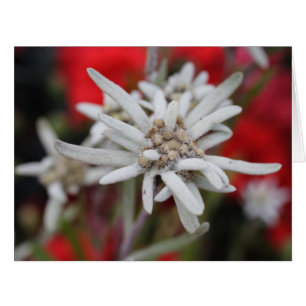 Lovely Edelweiss Leontopodium nivale