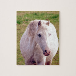 Lovely Gray Pony
