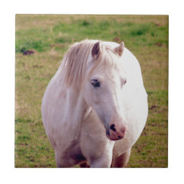 Lovely Gray Pony Fliese