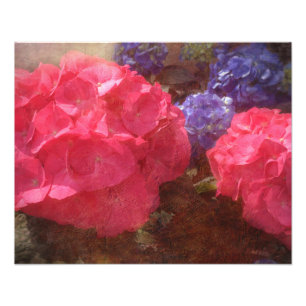 Lovely Hydrangea Fotodruck