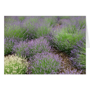 Lovely Lavender