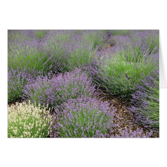 Lovely Lavender (Vorderseite (Horizontal))