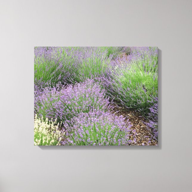Lovely Lavender Leinwanddruck (Vorderseite)