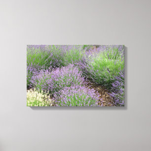 Lovely Lavender Leinwanddruck