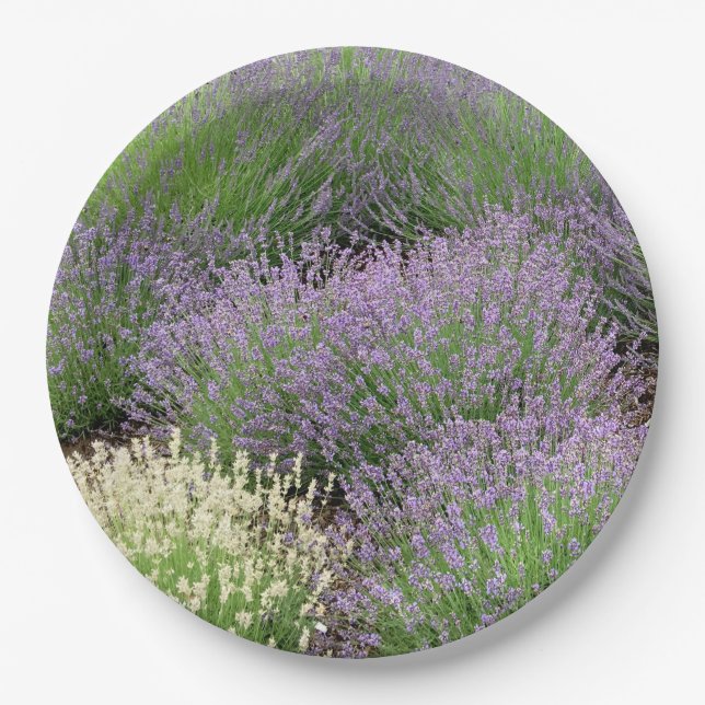Lovely Lavender Pappteller (Vorderseite)