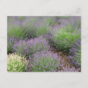 Lovely Lavender Postkarte