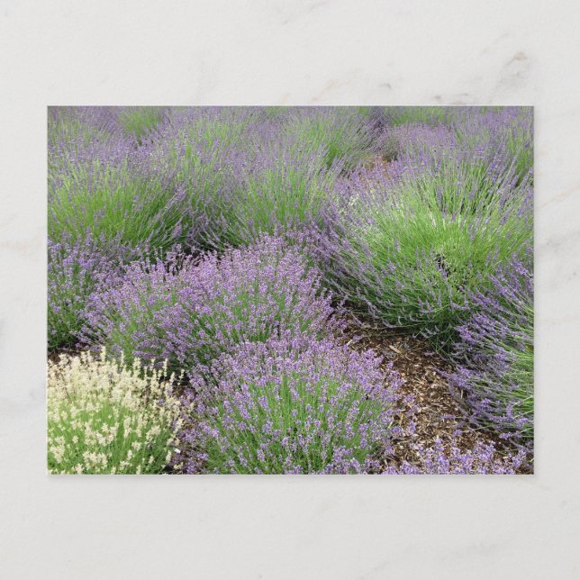 Lovely Lavender Postkarte (Vorderseite)