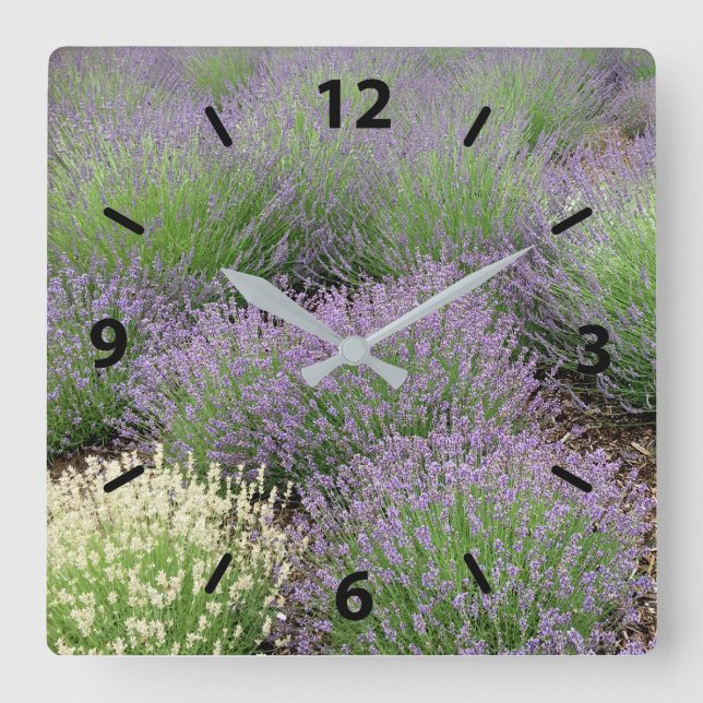 Lovely Lavender Quadratische Wanduhr (Vorderseite)