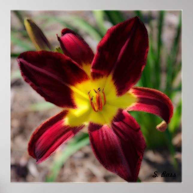 Lovely Lily Poster (Vorne)