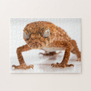 Lovely Lizard Glaring Gecko Photo Puzzle