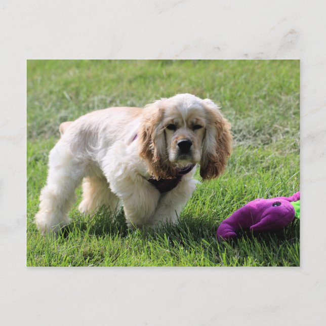 Lovely Luna Postkarte (Vorderseite)