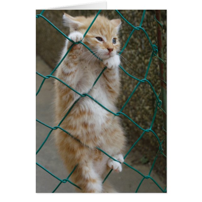 Lovely Orange Tabby Baby (Vorne)