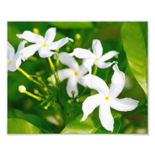 Lovely Pinwheel Jasmine Fotodruck