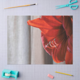 Lovely Red Lion Amaryllis Blume Foto Seidenpapier