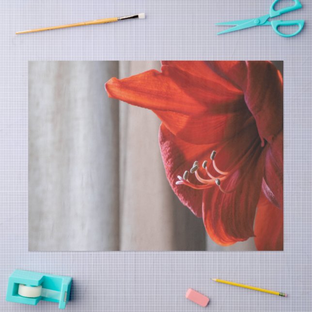 Lovely Red Lion Amaryllis Blume Foto Seidenpapier (Basteln)