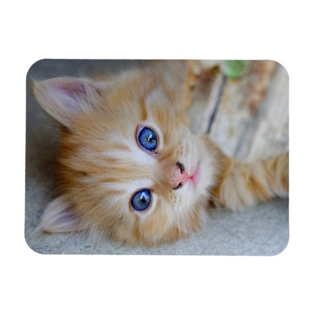 Lovely Red Tabby Kitten Magnet (Horizontal)