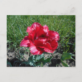 Lovely Red Tulip Postkarte