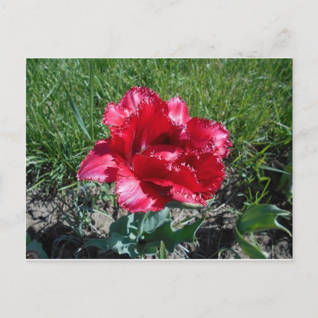 Lovely Red Tulip Postkarte (Vorderseite)