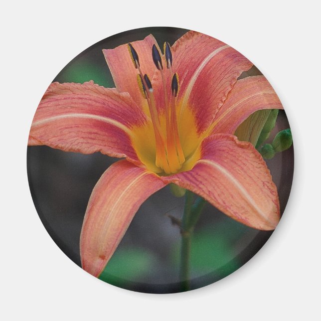 Lovely Tawny Daylily Apparel and Gifts Magnet (Vorne)