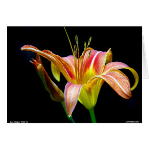 Lovely Tawny Daylily II Vêtements et cadeaux