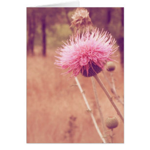 Lovely Thistle Nature Photo Blair à l'intérieur