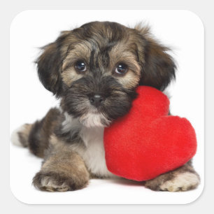 Lover Valentine Havanese Puppy Dog Quadratischer Aufkleber