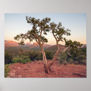 Lovers Knoll Sonnenuntergang in Sedona Poster