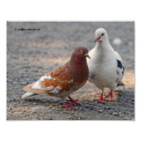 Lovey-Dovey Tauben: Gentlemen bevorzugen Redheads