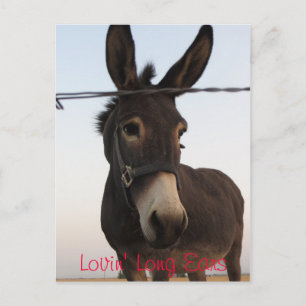 Lovin' Long Ears Postkarte