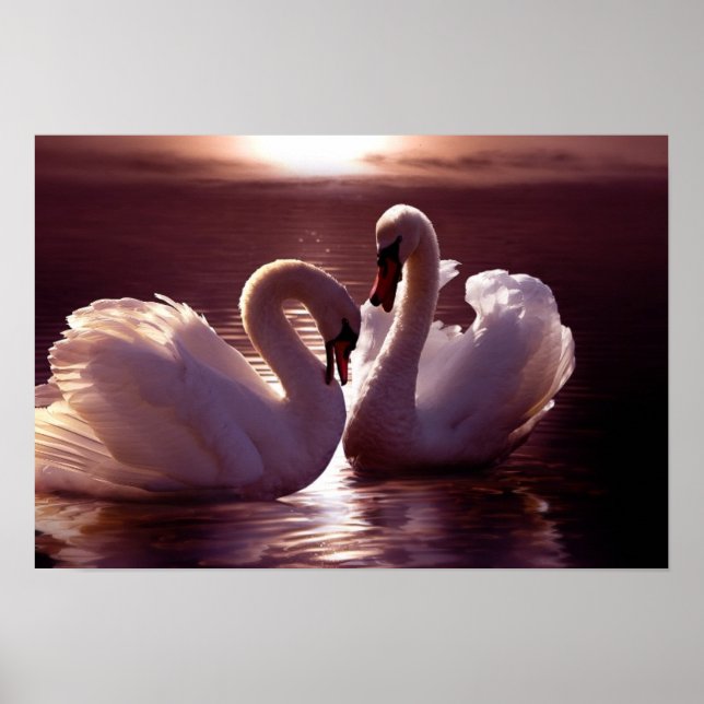 Loving Swans Forming a Heart Poster (Vorne)