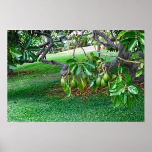 Low Hanging Avocados auf Far, Insel Hawaii Poster
