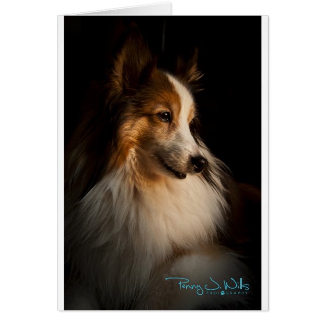 Low Key Shetland Sheepdog (Vorne)