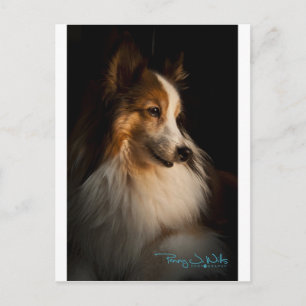 Low Key Shetland Sheepdog Postkarte