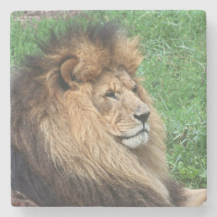 Löwe 001 steinuntersetzer