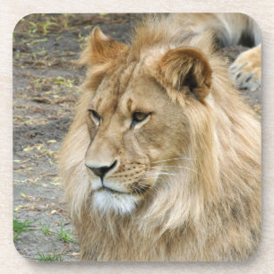 Löwe 011 getränkeuntersetzer