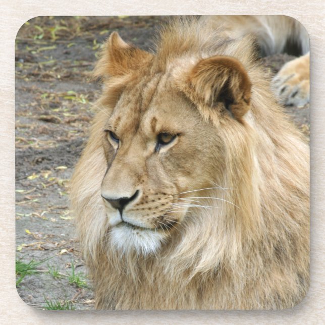 Löwe 011 getränkeuntersetzer (Vorderseite)