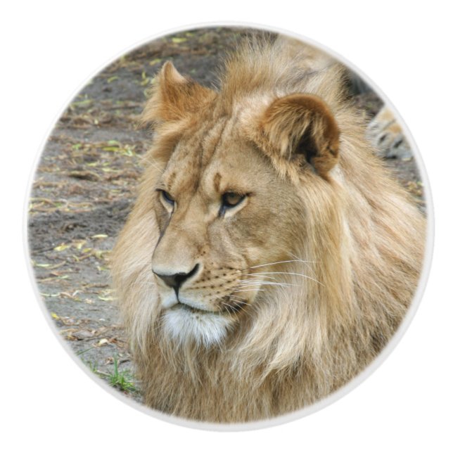 Löwe 011 keramikknauf (Vorderseite)