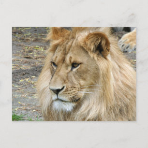Löwe 011 postkarte