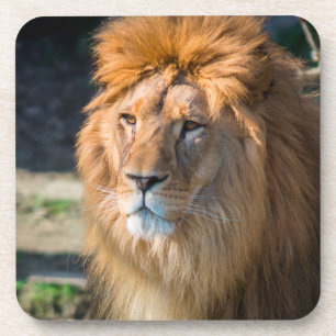 Löwe 013 getränkeuntersetzer