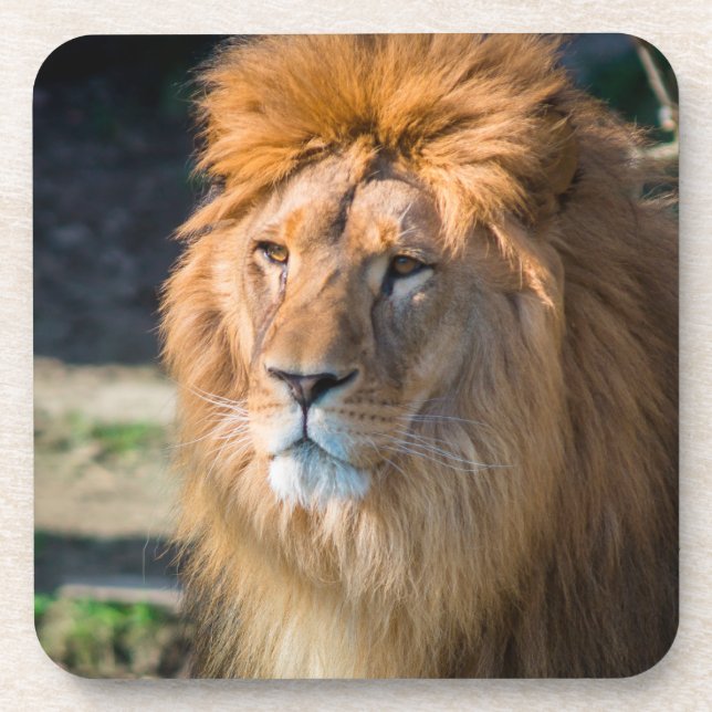 Löwe 013 getränkeuntersetzer (Vorderseite)